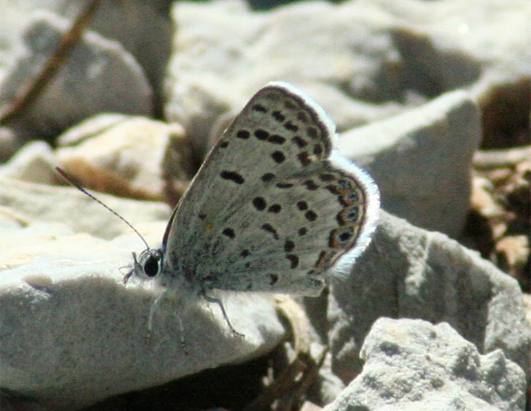 Lee Canyon Mount Charleston blue butterfly