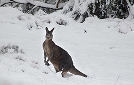 kangaroosnow emailsize