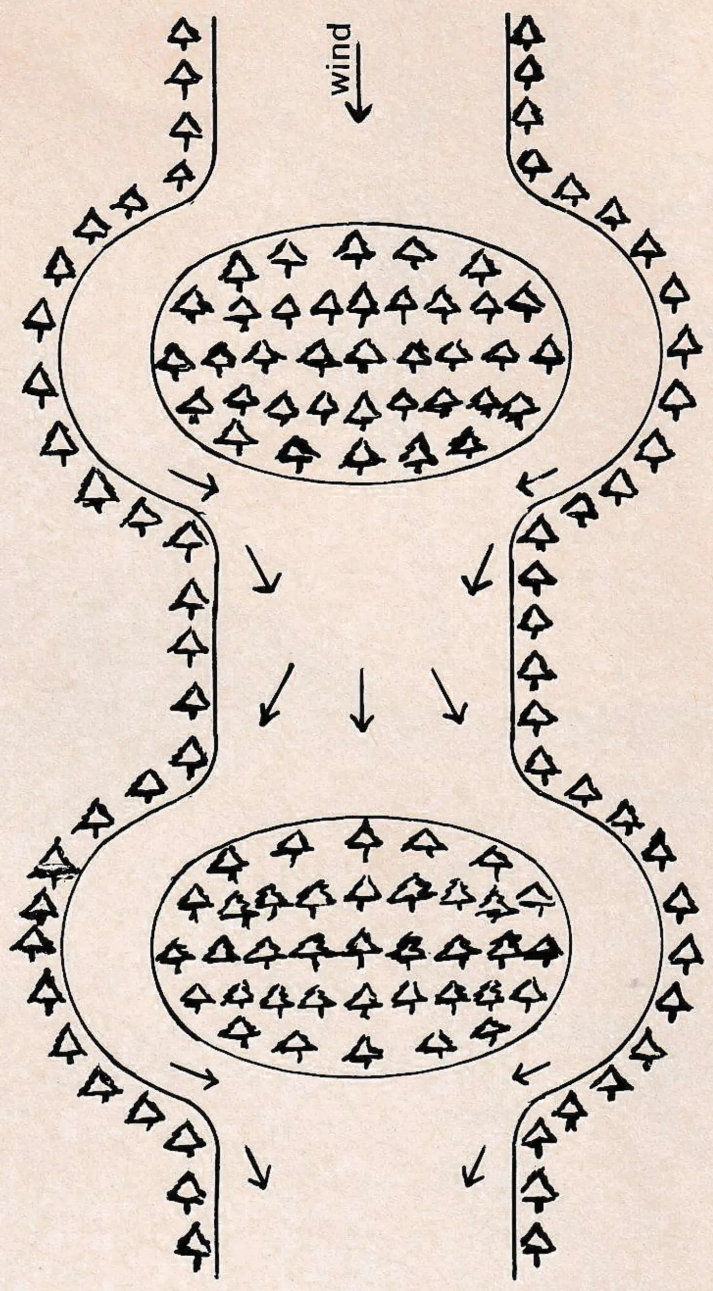 FIG. 5—Groves prevent wind channeling.