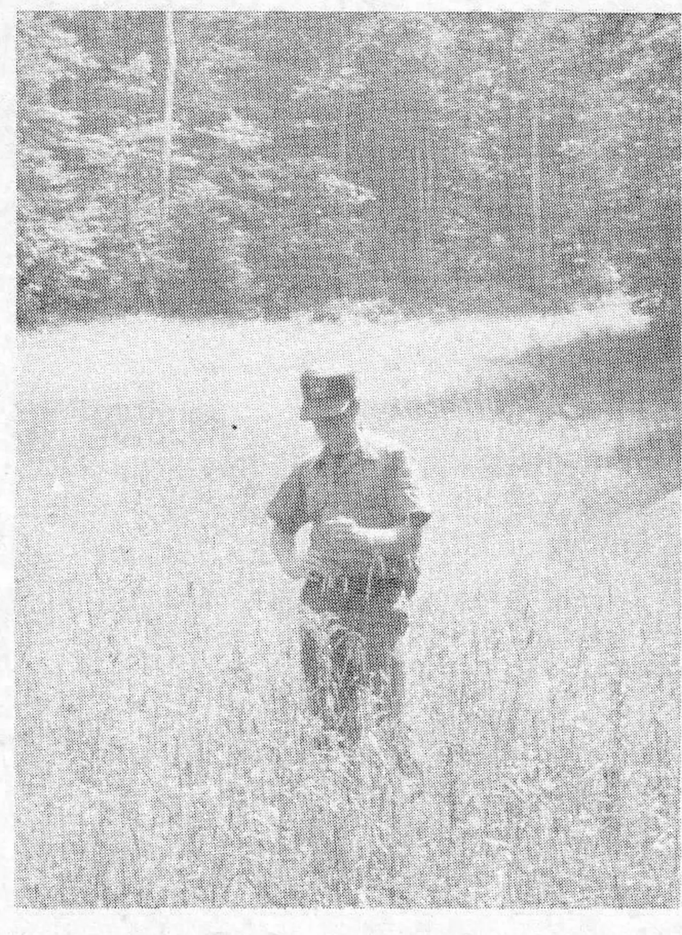 Carefully maintained vegetation on the trails at Loon Mt., N. H. provides the same amounts and quality of streamflow as undisturbed forest.