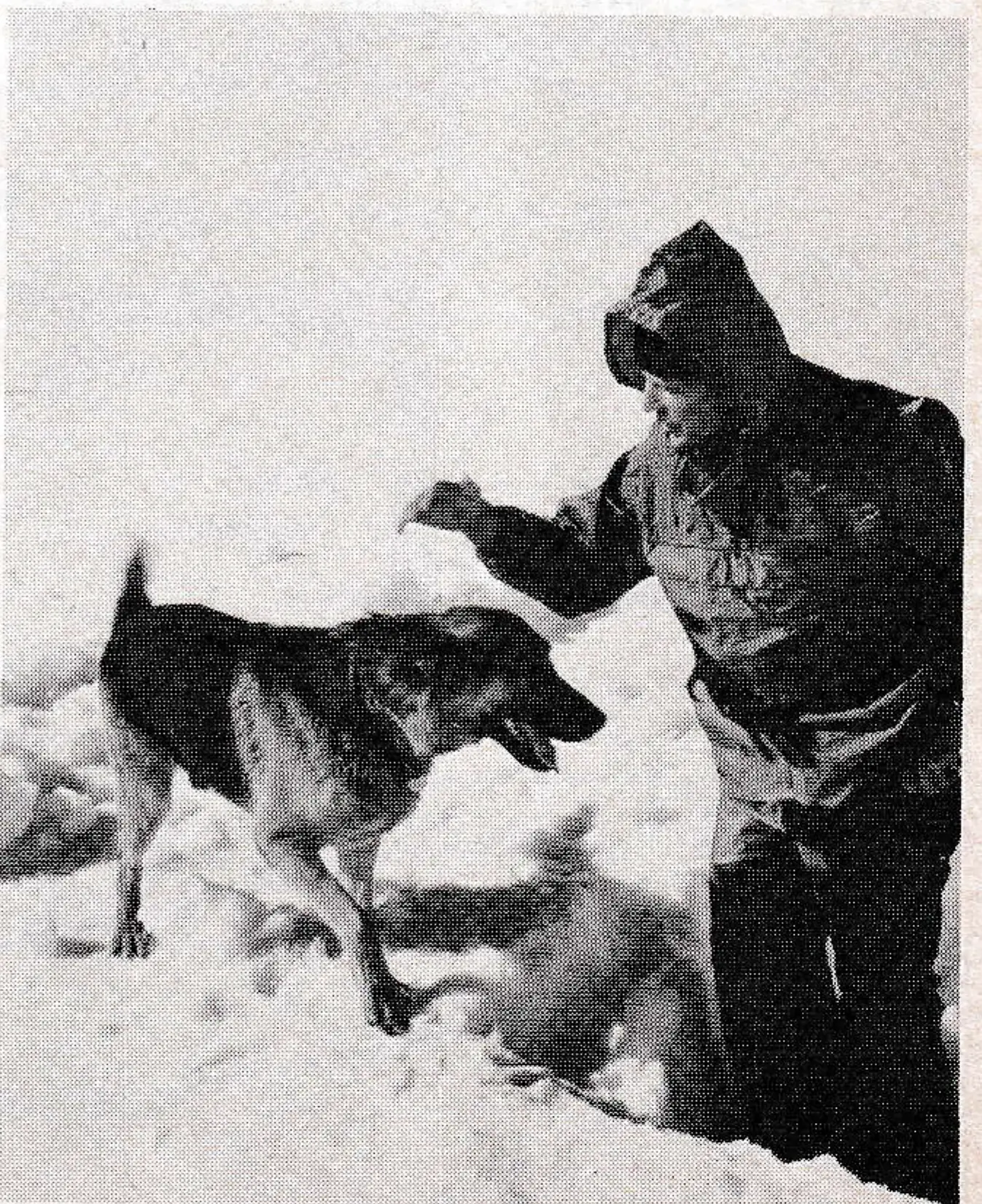 SAR dog praised for successful search