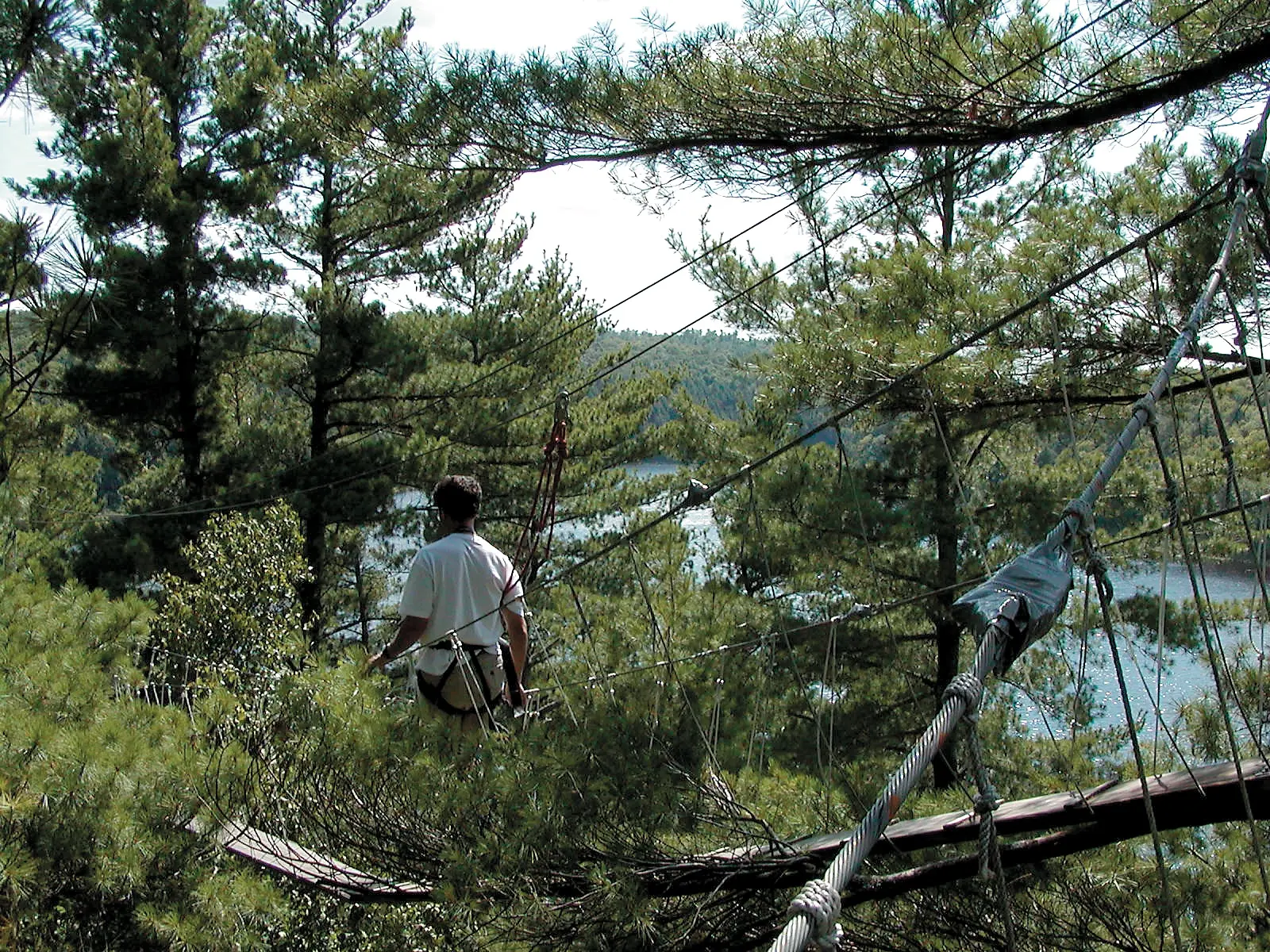 Guide on a suspended canopy walkway among pines