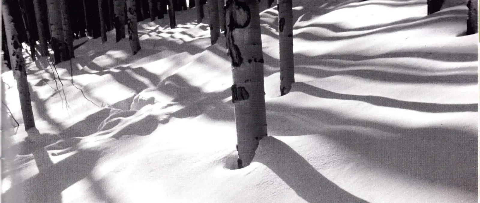Long shadows of aspen trunks stretching across fresh snow in a sunlit grove