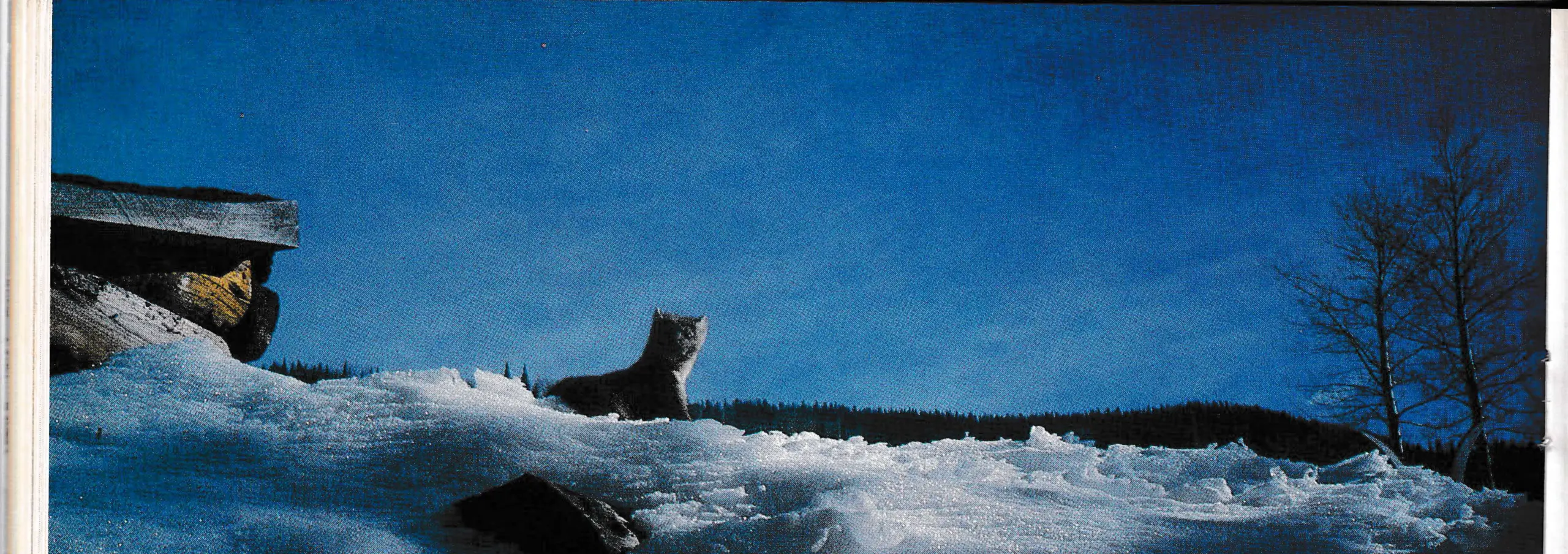 Steamboat And Its Martens