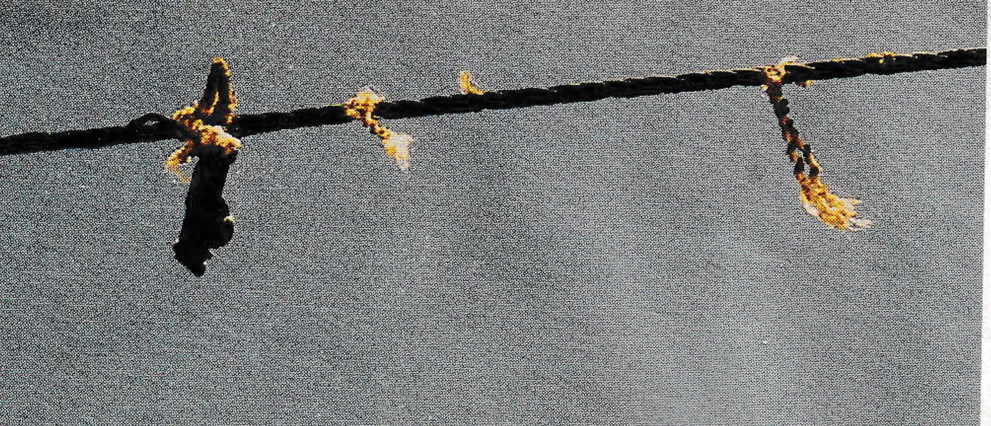 Note the chair clip attached to broken strand. The chair hanger has severed from the clip as it was pulled along the rope.