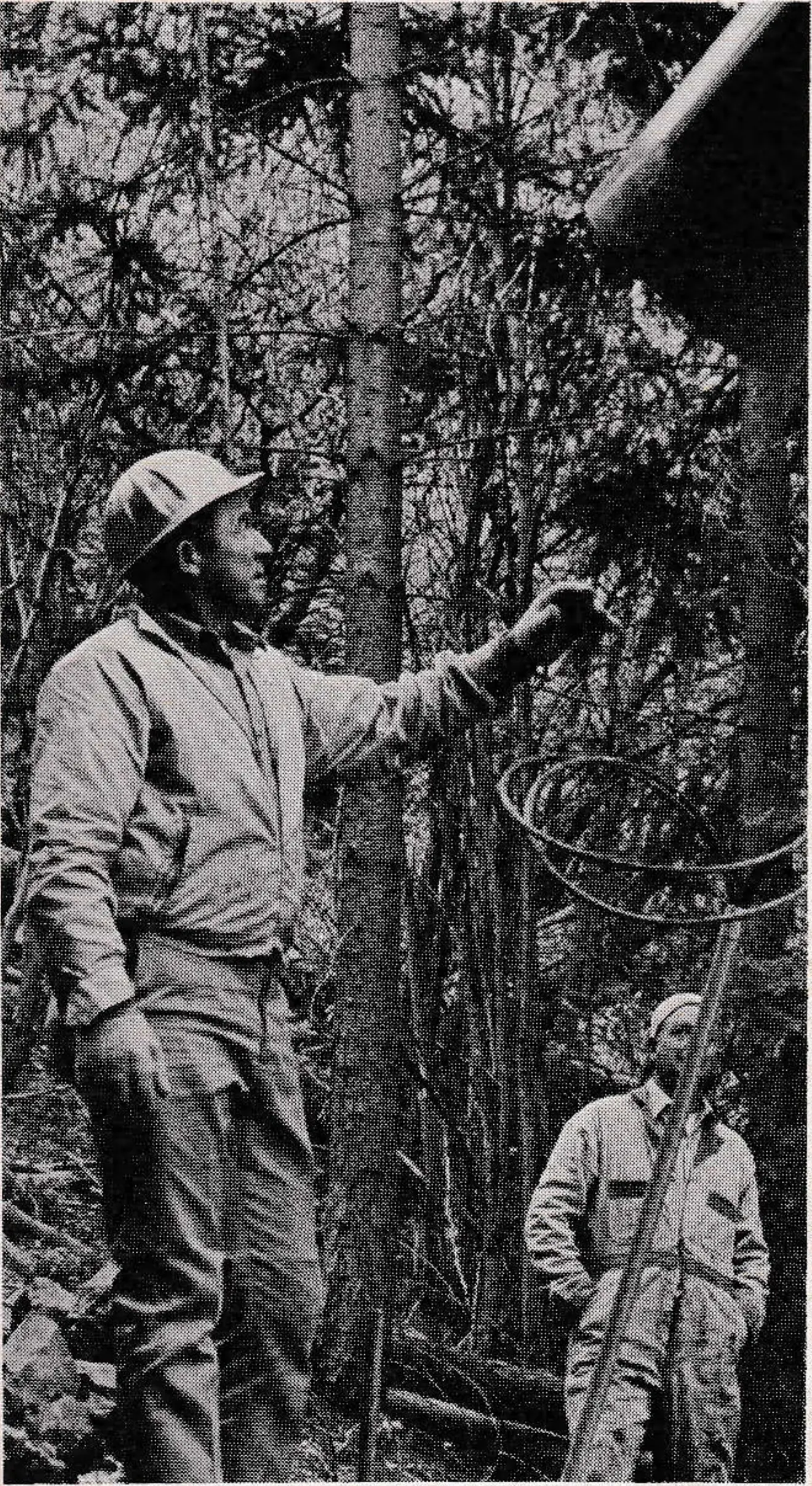 Mountain Manager Al Hampton lowers a tower into position.