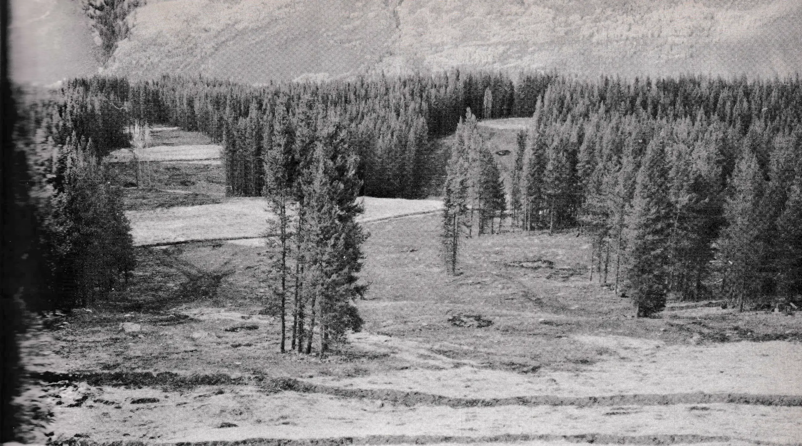 Tree Management At Ski Areas
