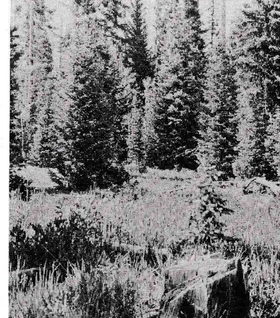 All-age spruce fir forest