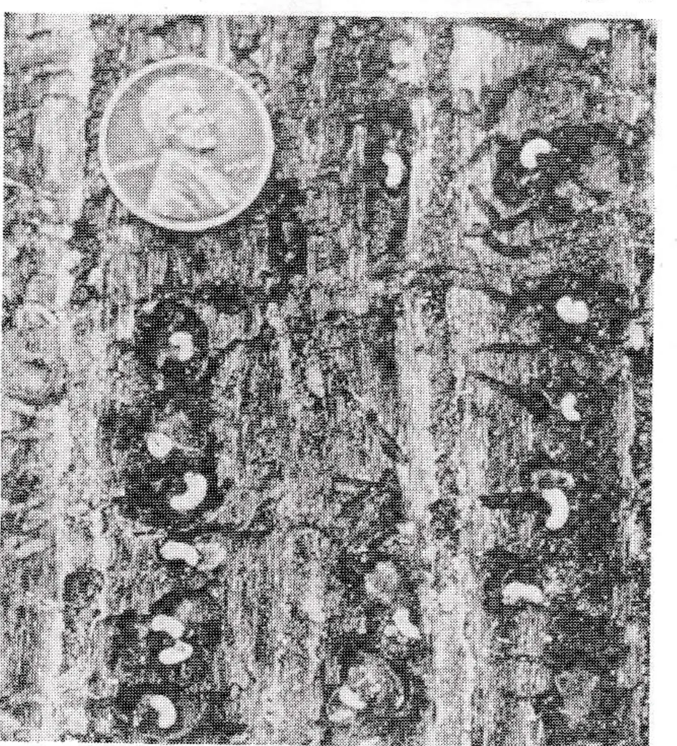 Typical beetle larva and galleries on the inside bark of a tree