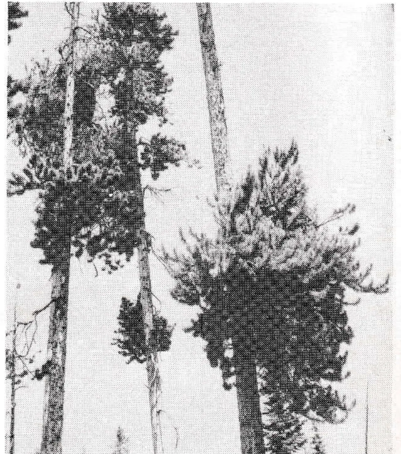 Mistletoe “brooms” on lodgepole pine