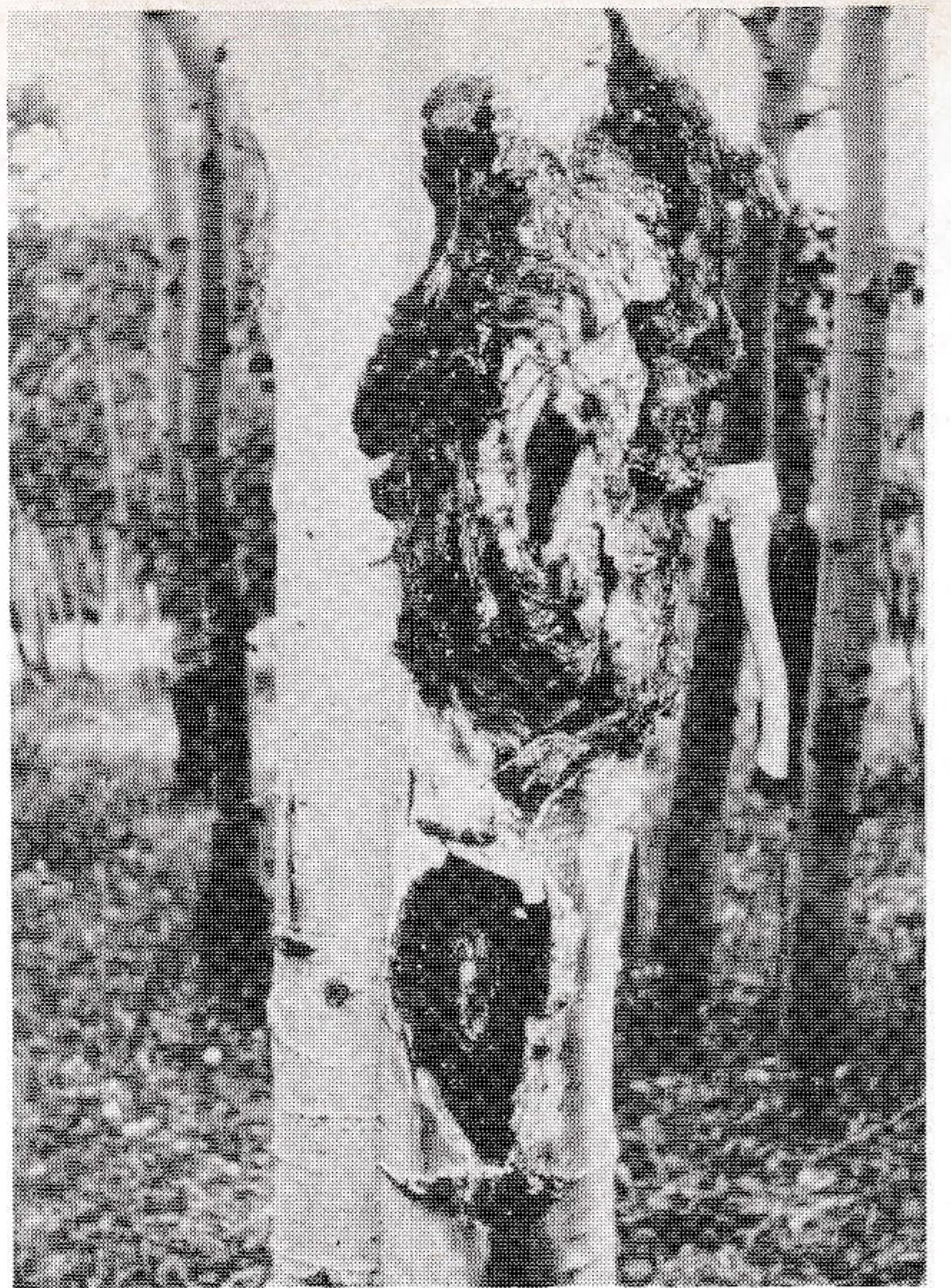 Forty-to-sixty year old fungi-caused cankers on aspen tree