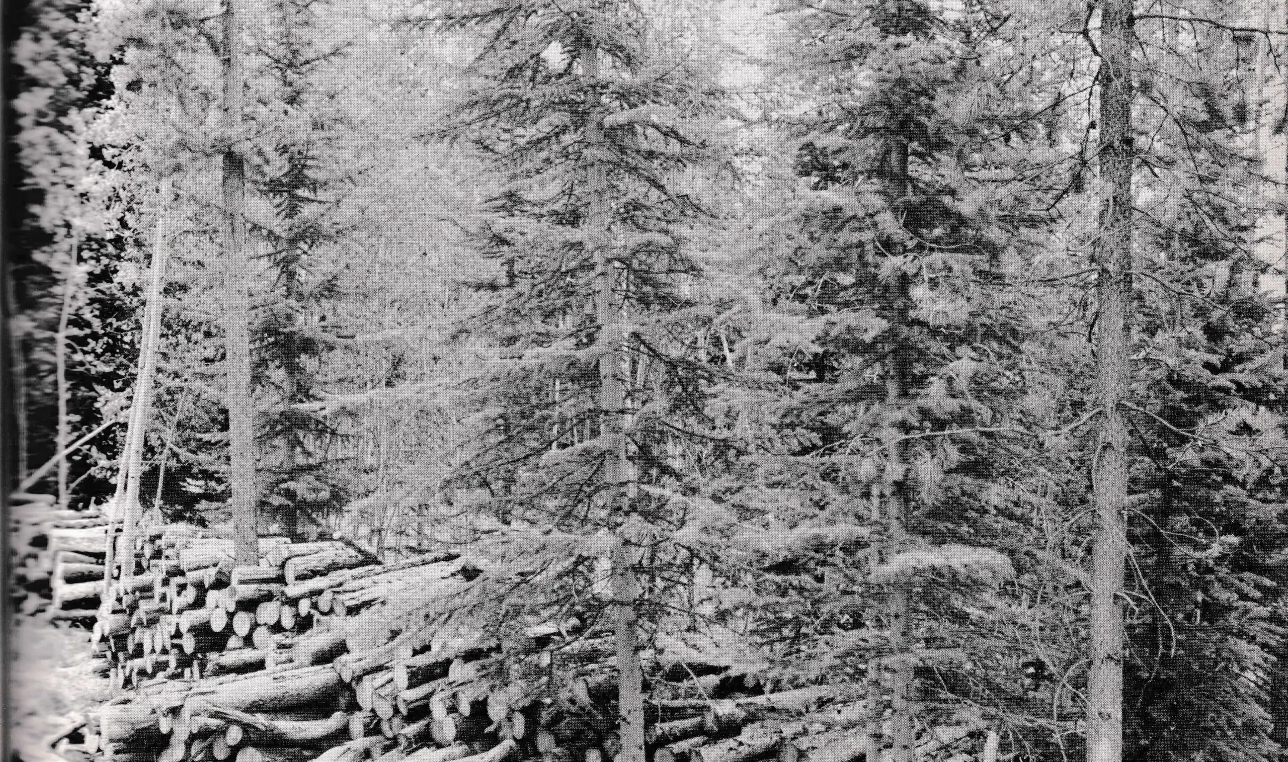 Cleared trees stacked against live trees: a fire hazard and insect breeding place