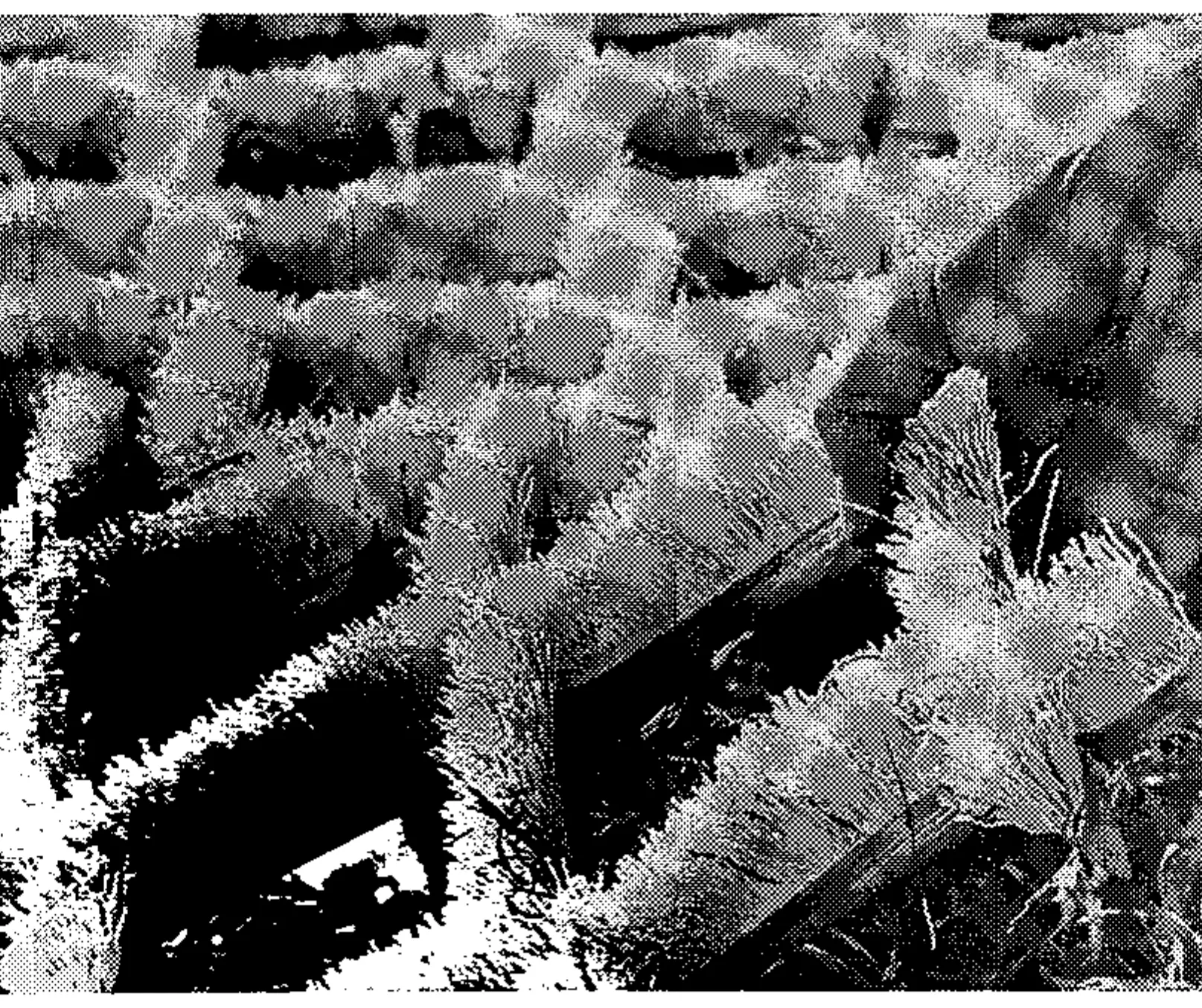 The skiers below are getting a jump on the season at Mt. Tom, Massachusetts. Last November the area offered skiing on a surface made of plastic bristles. The polyvinyl chloride brush (above) provides a ski surface that approximates natural snow. Bristles are held by metal backing.