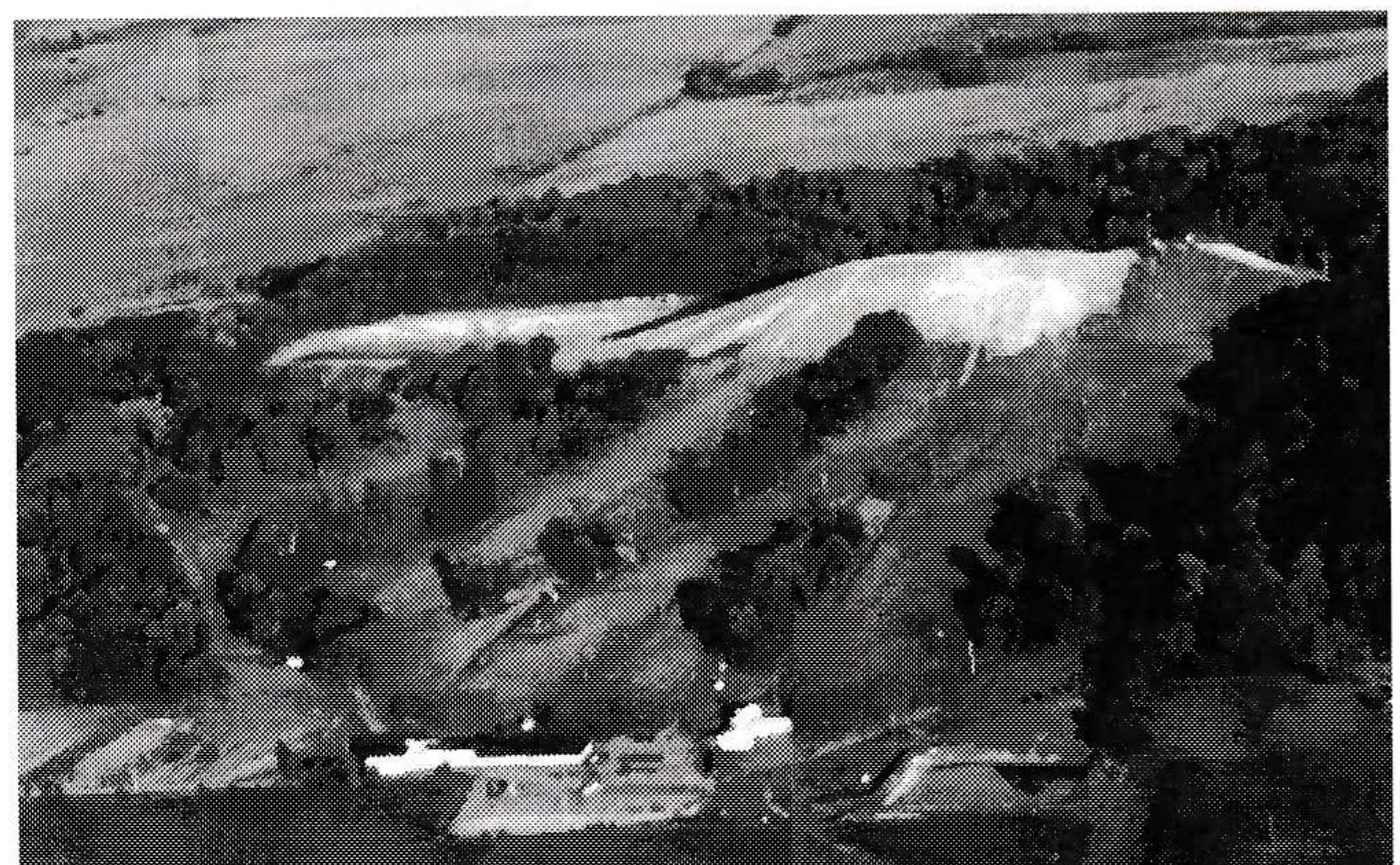 A Topping For Powder Ridge