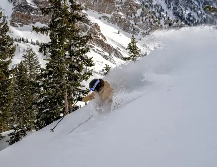 Snowbird
