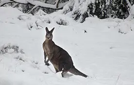 Special Report: July Ski Conditions from Around the World